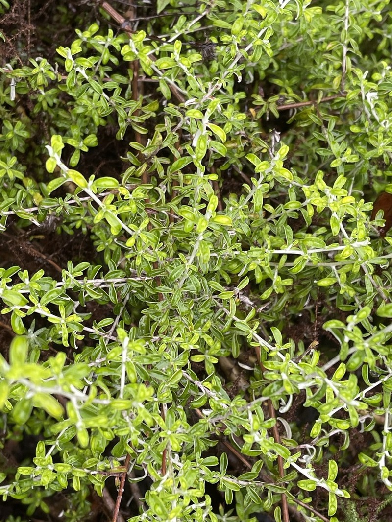 Plecostachys polifolia photo 5