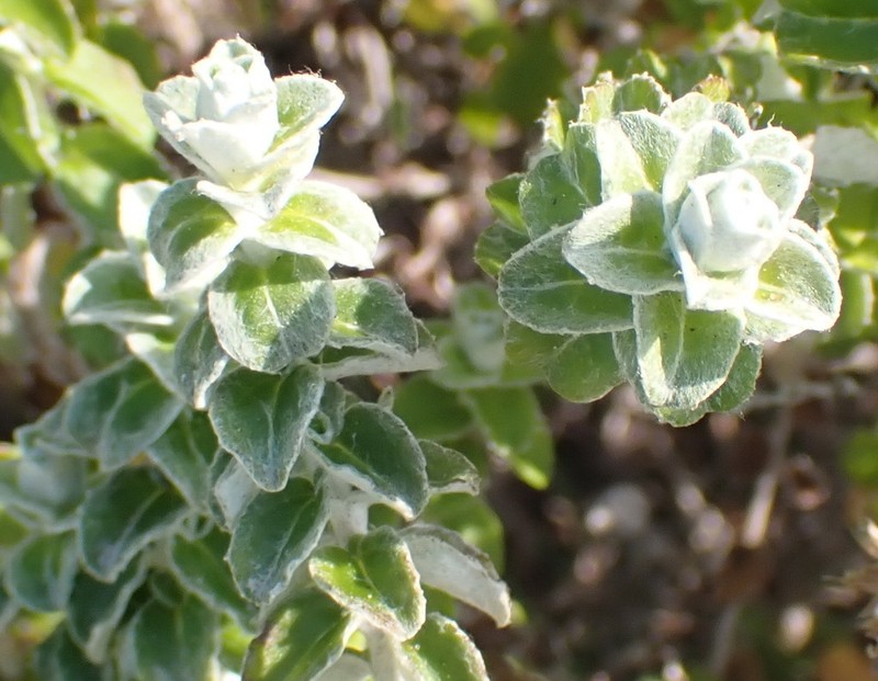 Plecostachys polifolia photo 6