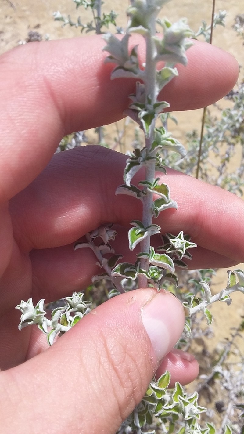 Plecostachys polifolia photo 7