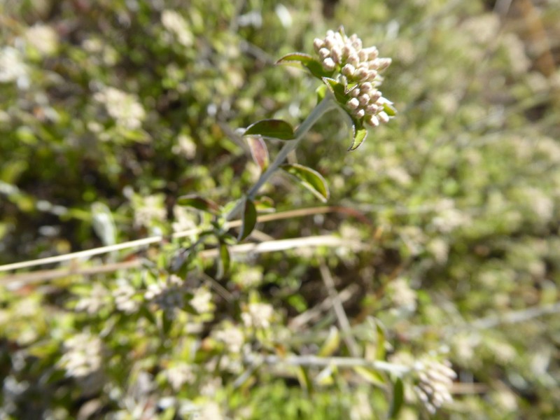 Plecostachys polifolia photo 8