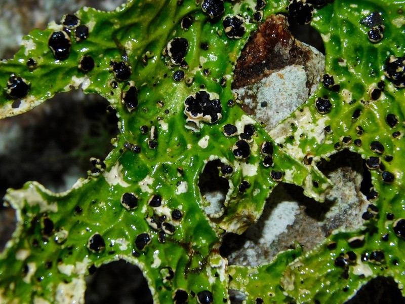 Plectocarpon Lichen