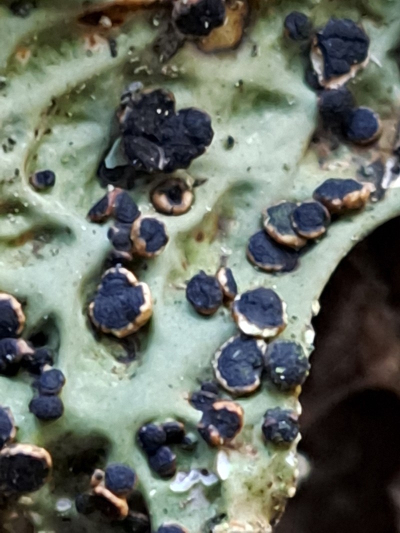 Plectocarpon Lichen photo 2