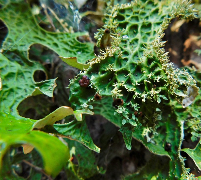Plectocarpon Lichen photo 3