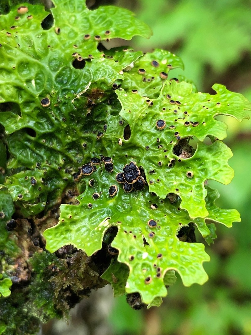 Plectocarpon Lichen photo 4