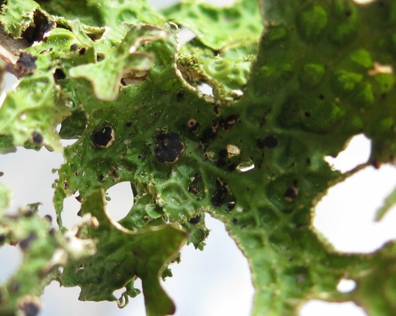 Plectocarpon Lichen photo 5