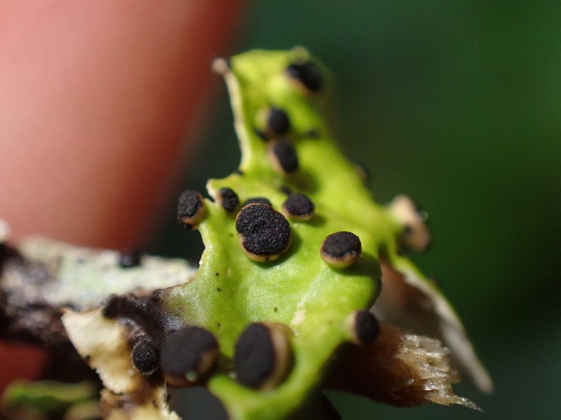 Plectocarpon Lichen photo 6