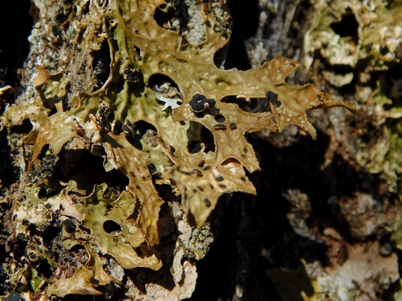 Plectocarpon Lichen photo 7