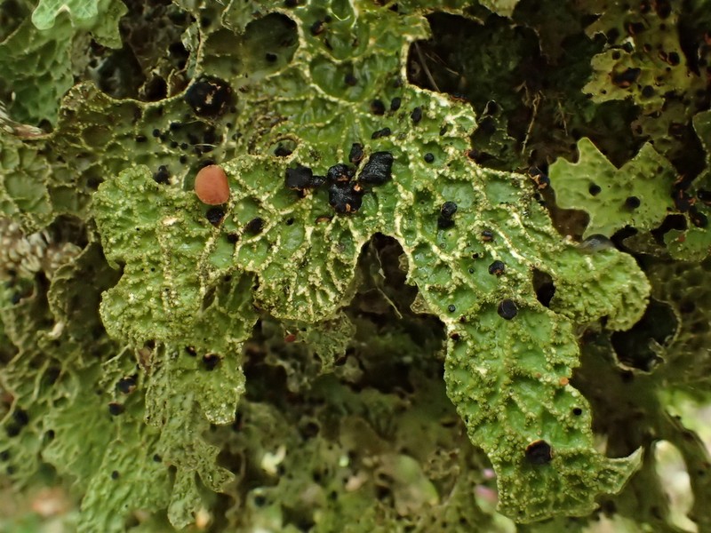 Plectocarpon Lichen photo 8