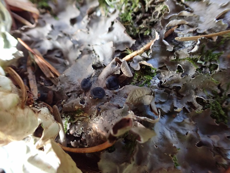 Plectocarpon nephromeum photo 2