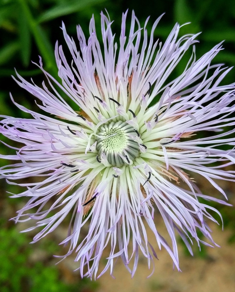 American Star-Thistle