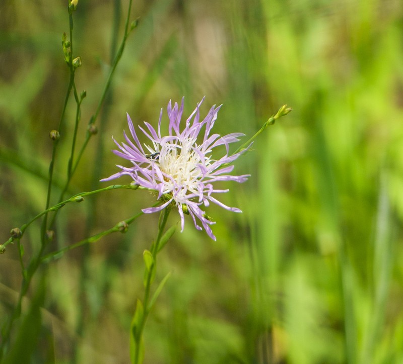 American Star-Thistle photo 2