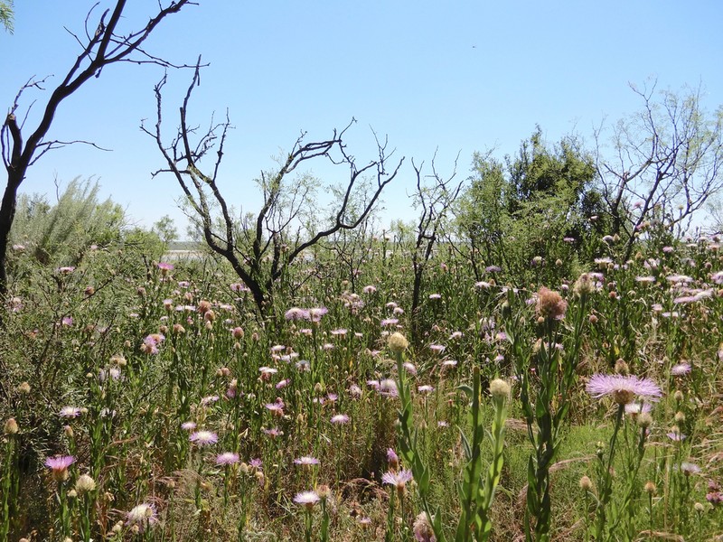 American Star-Thistle photo 3