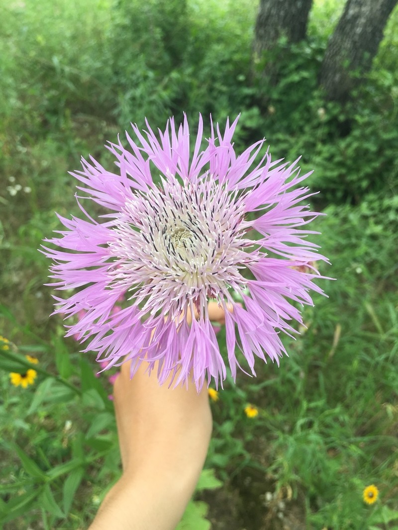 American Star-Thistle photo 4