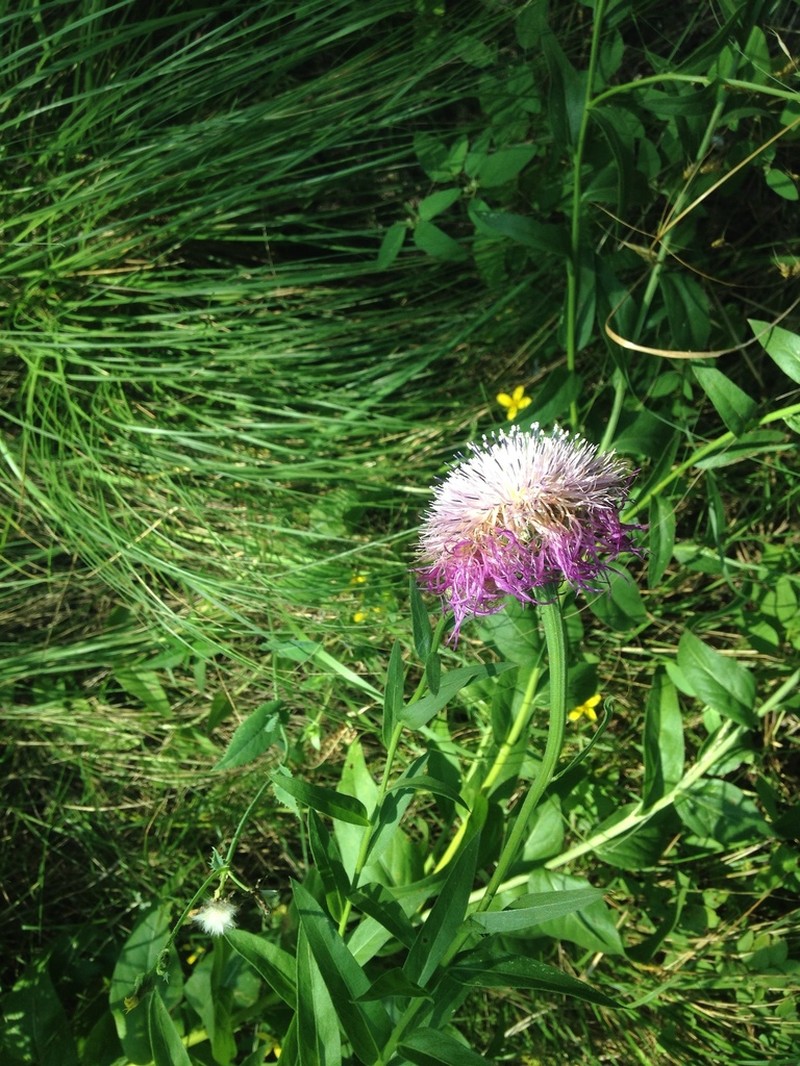 American Star-Thistle photo 5