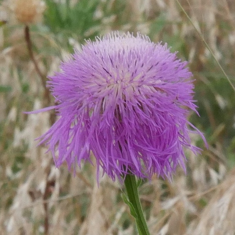 American Star-Thistle photo 6