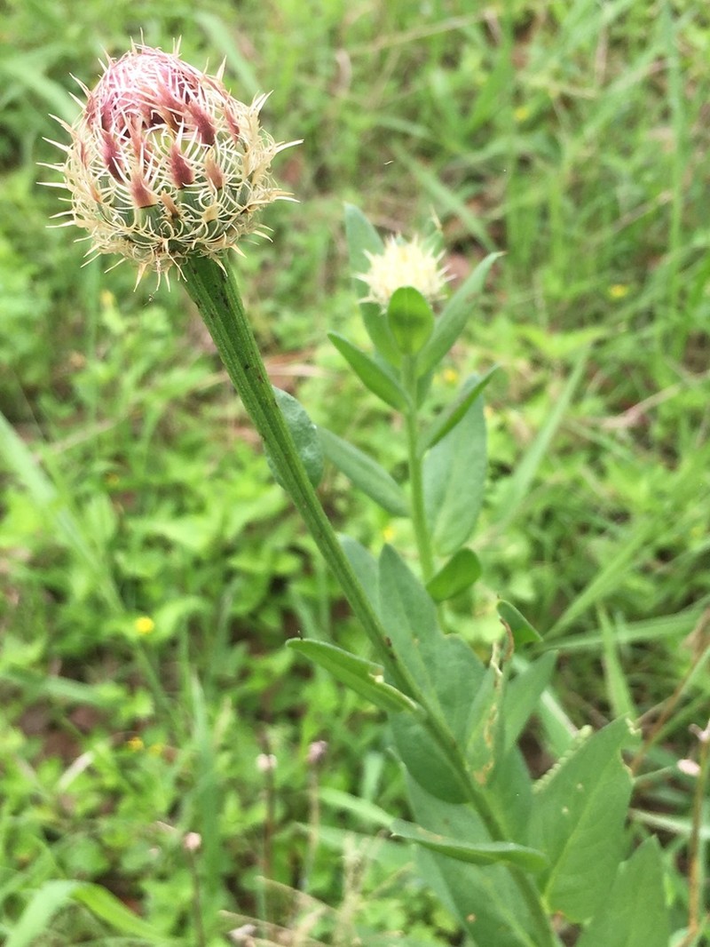 American Star-Thistle photo 7