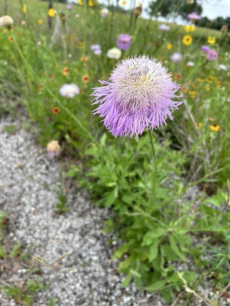 American Star-Thistle photo 8