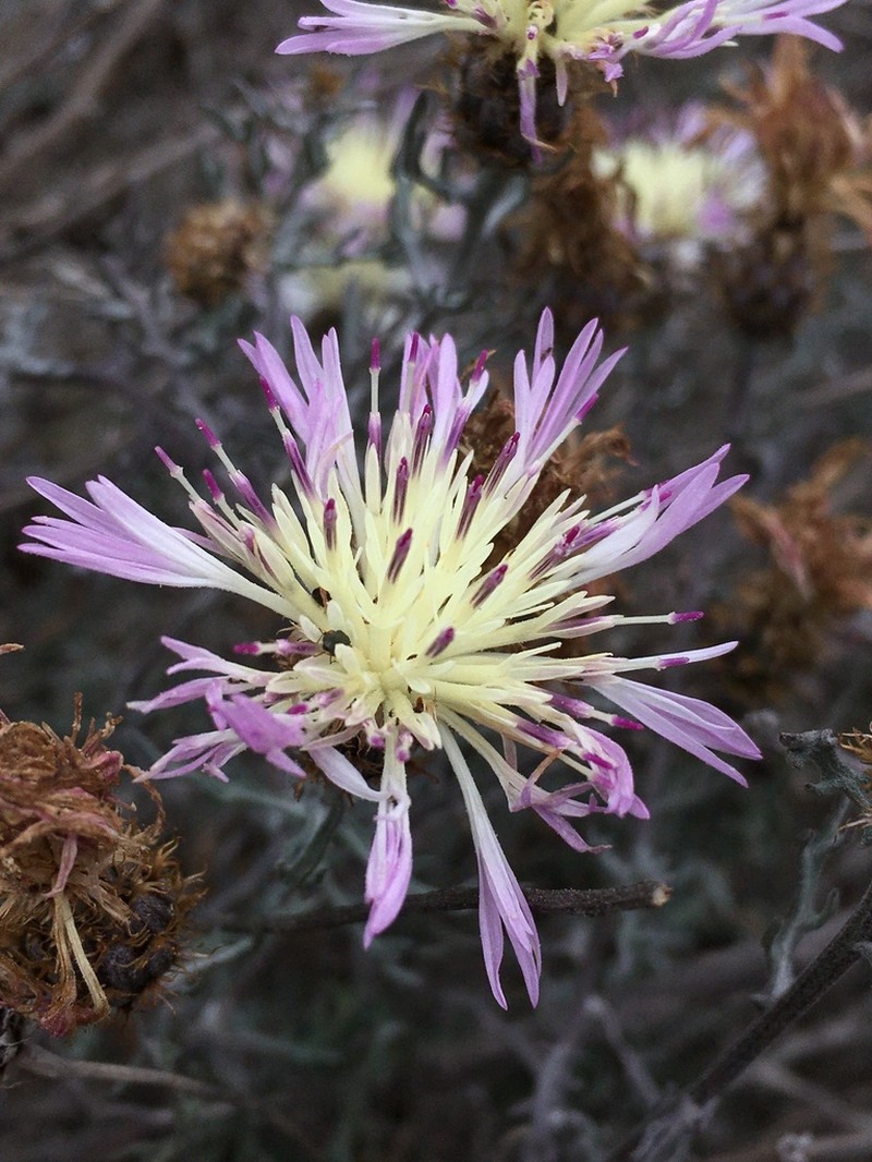 Plectocephalus atacamensis