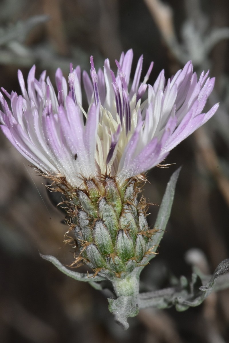 Plectocephalus atacamensis photo 2