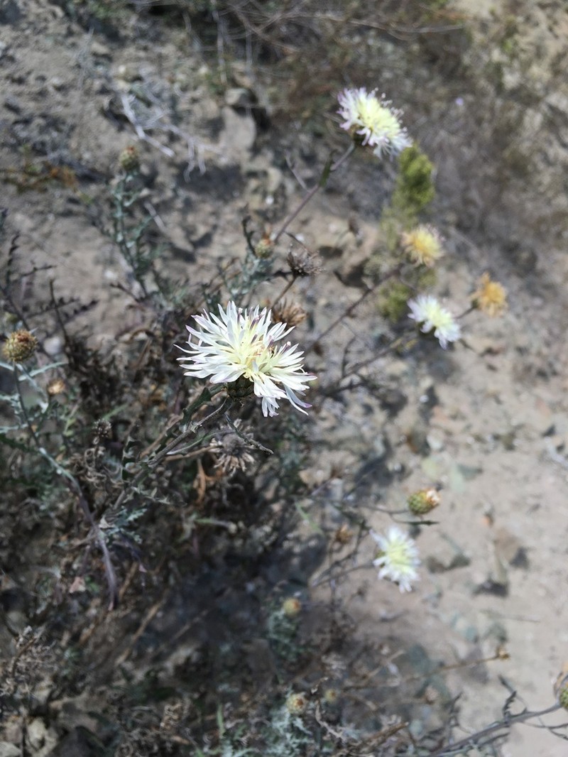 Plectocephalus atacamensis photo 3