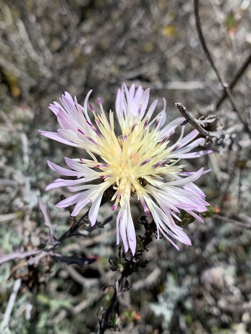 Plectocephalus atacamensis photo 4