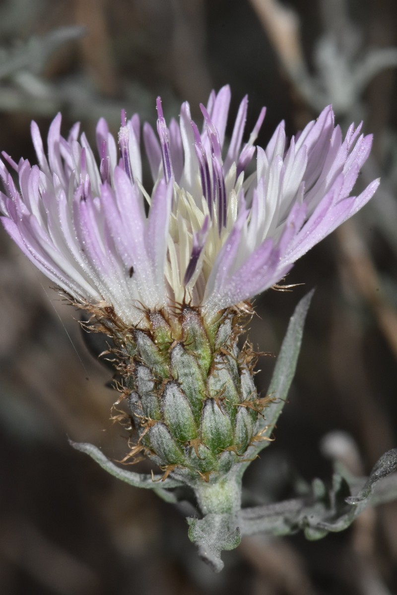 Plectocephalus atacamensis photo 5