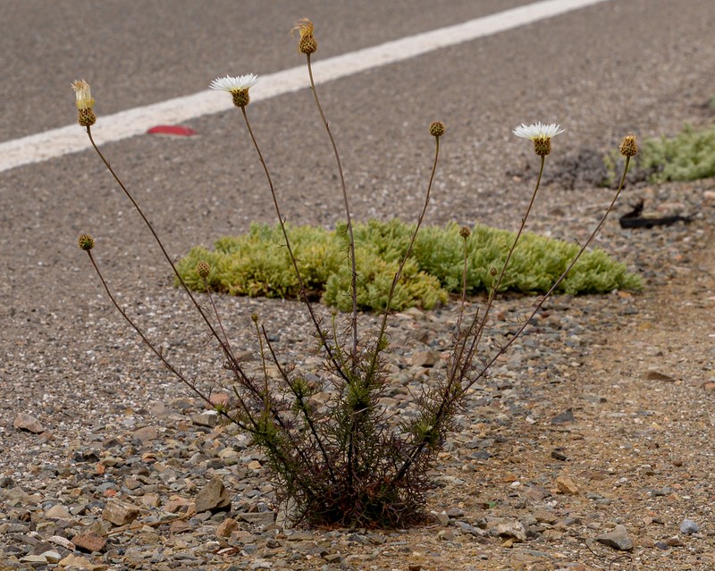 Plectocephalus bridgesii