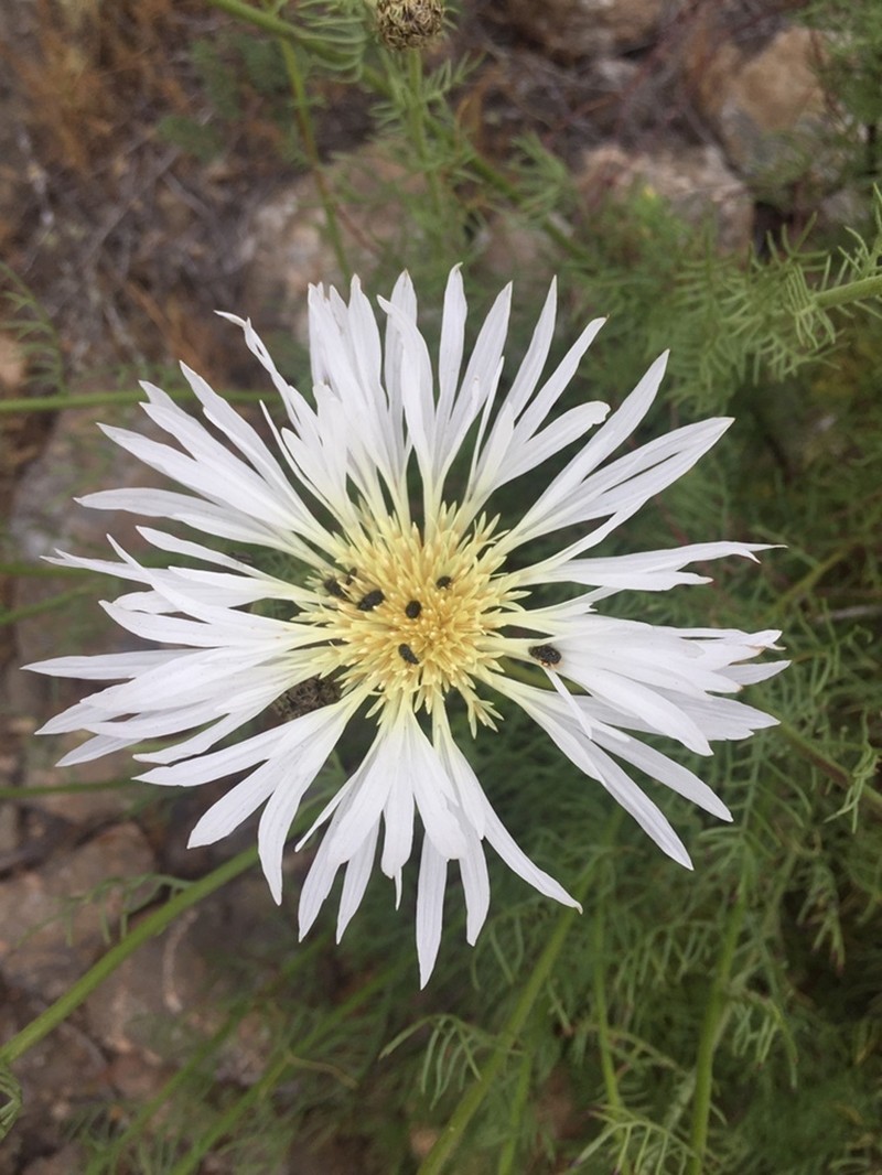 Plectocephalus bridgesii photo 2