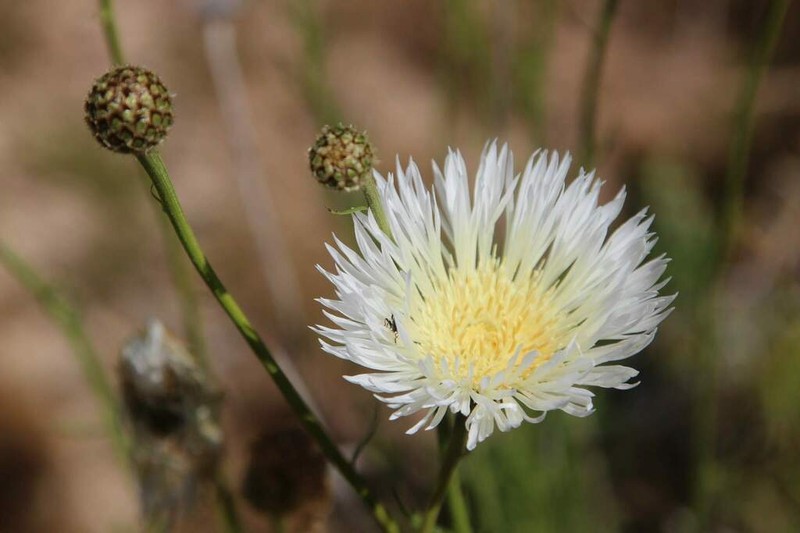 Plectocephalus bridgesii photo 3