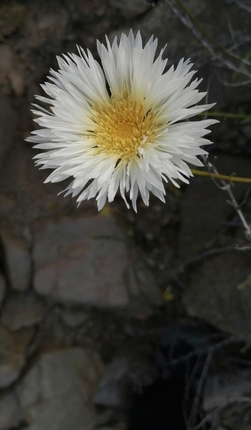 Plectocephalus bridgesii photo 4