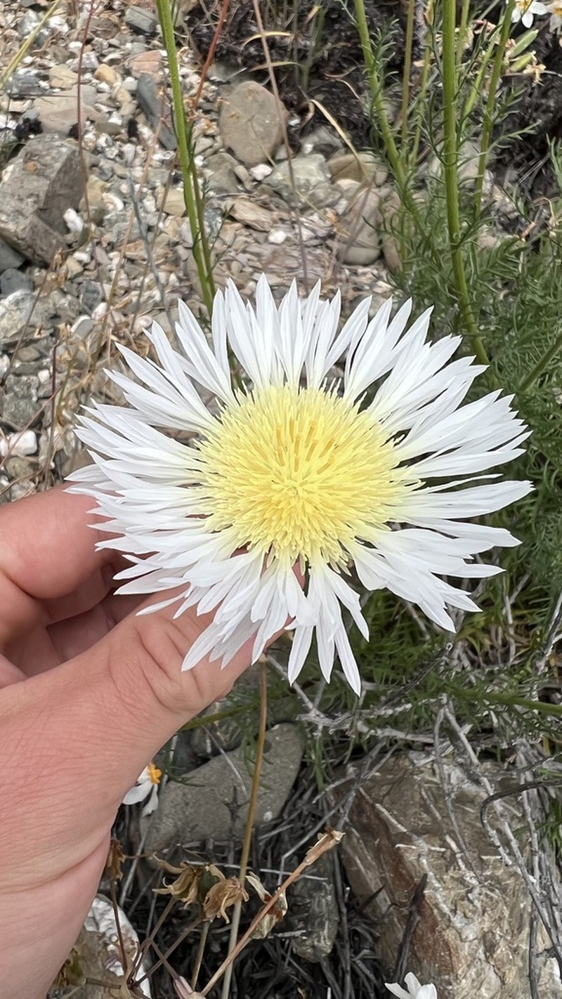 Plectocephalus bridgesii photo 5