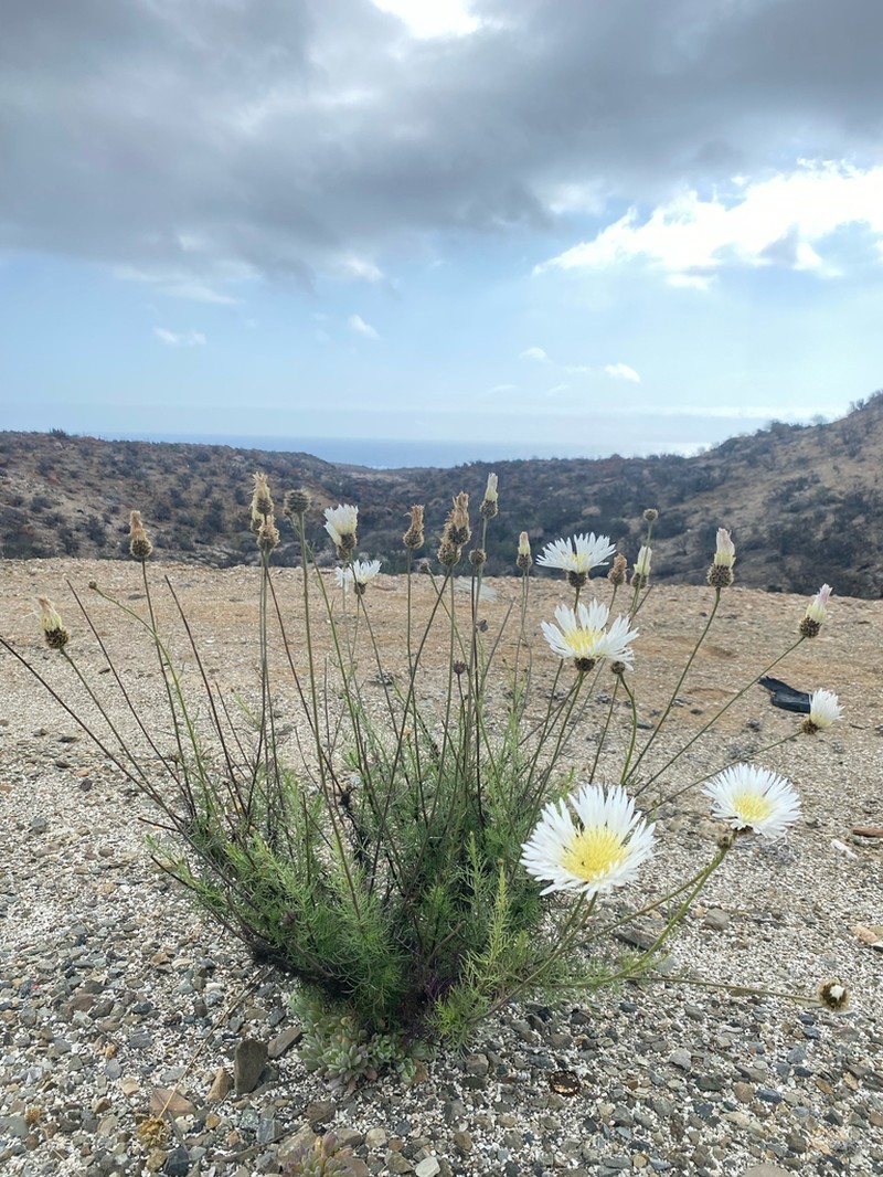 Plectocephalus bridgesii photo 6