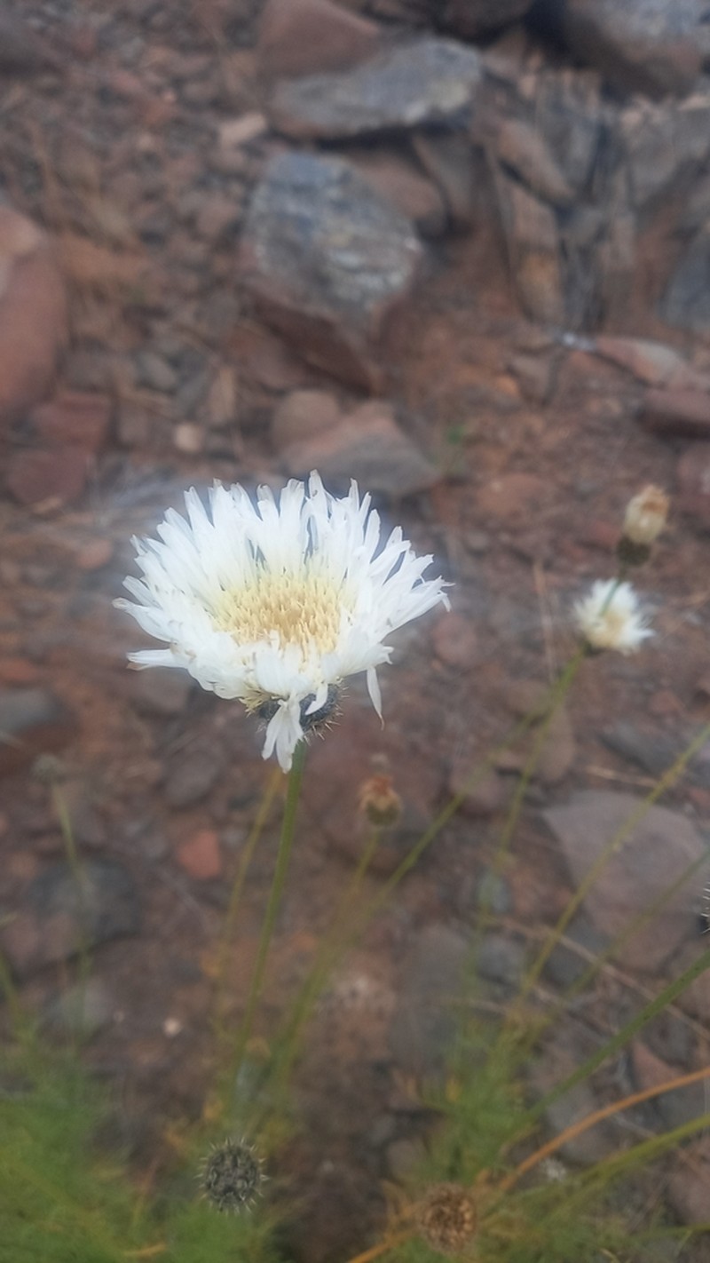 Plectocephalus bridgesii photo 7