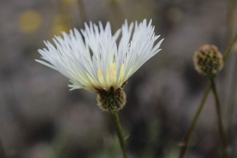 Plectocephalus bridgesii photo 8