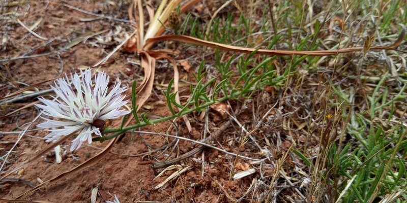 Plectocephalus bulbosus photo 2