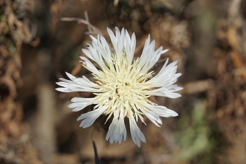 Plectocephalus chilensis var. brevilobus