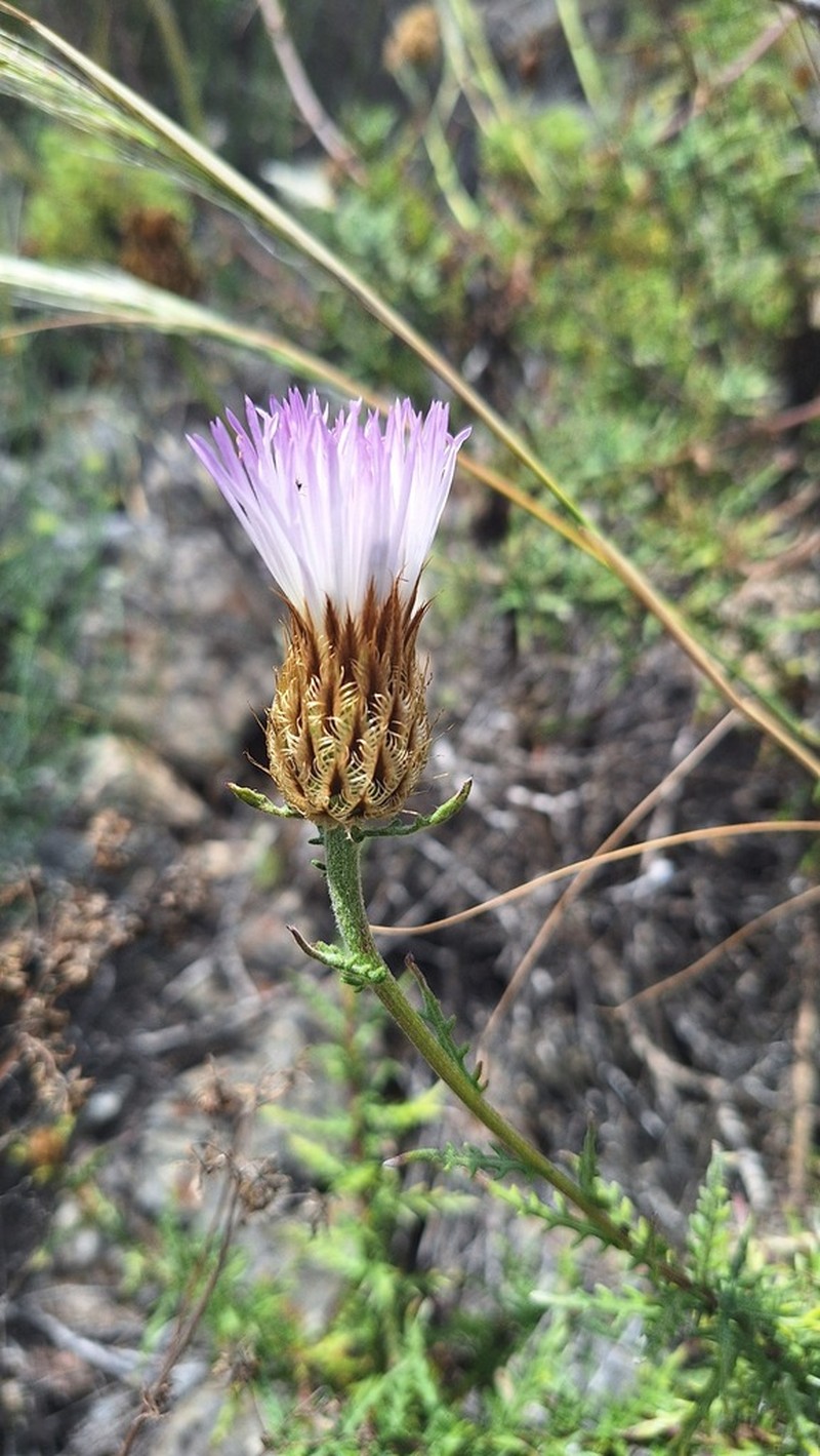 Plectocephalus formosus