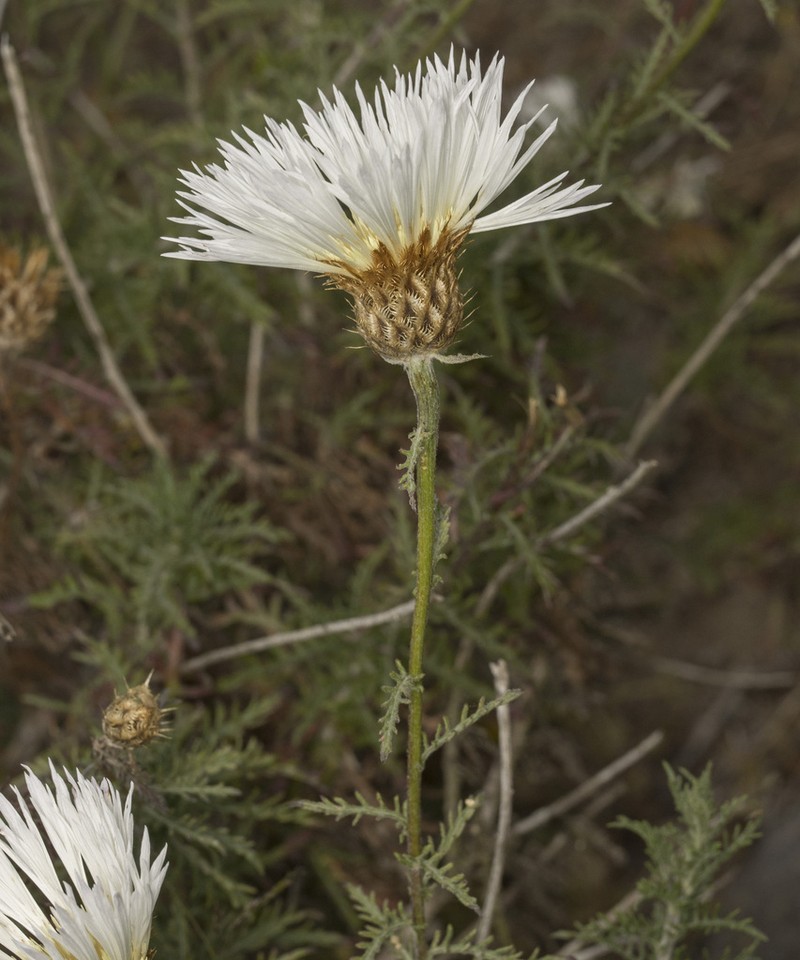 Plectocephalus formosus photo 2