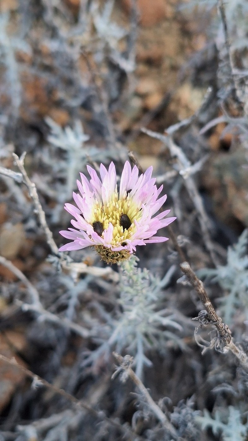 Plectocephalus gayanus photo 2