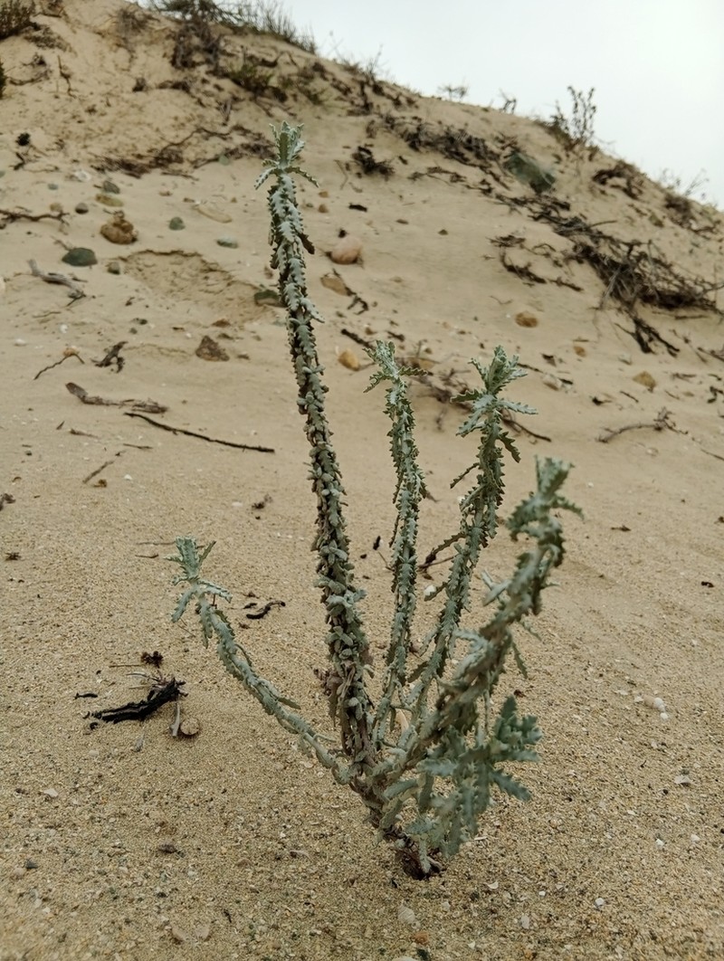 Plectocephalus gayanus photo 5