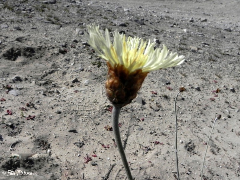 Plectocephalus gayanus photo 8