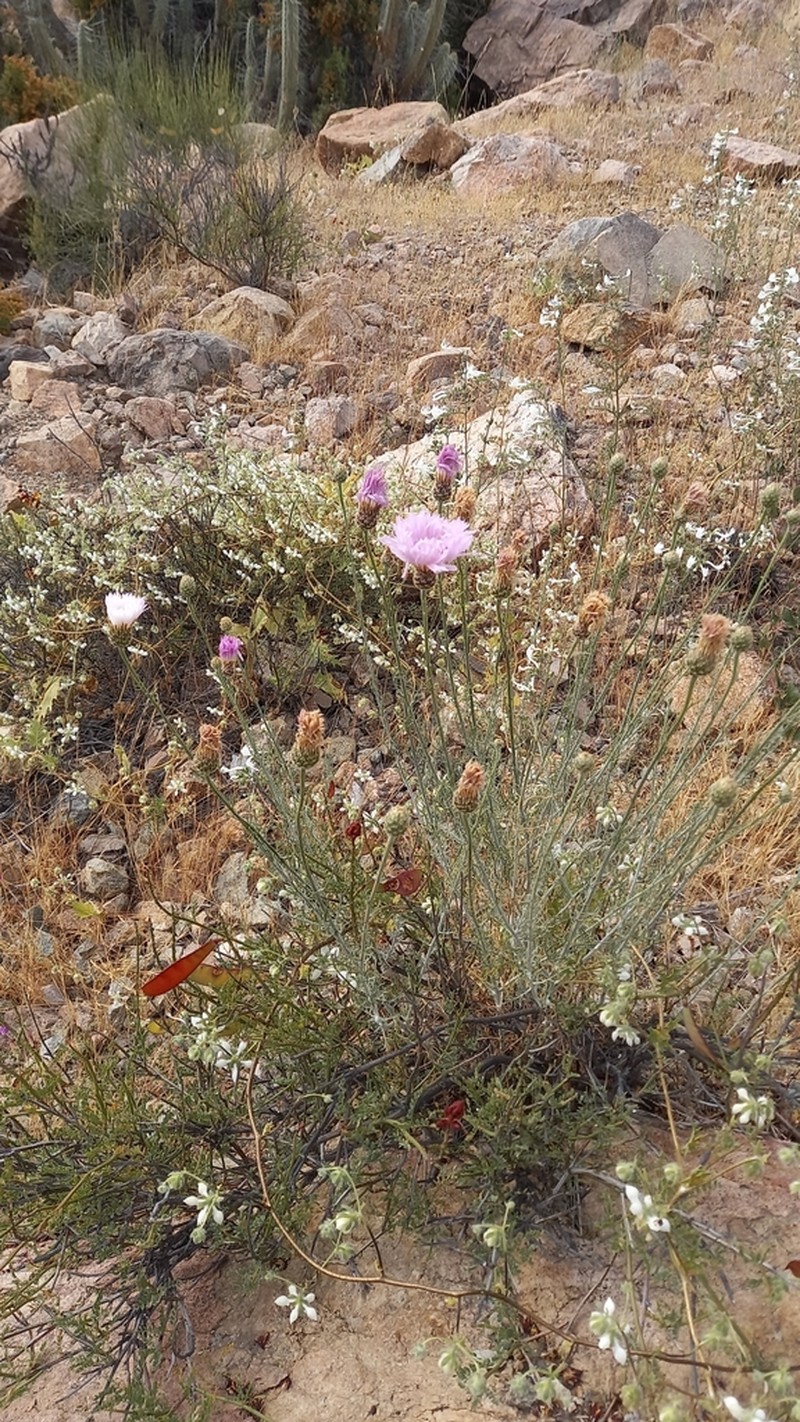 Plectocephalus illapelinus