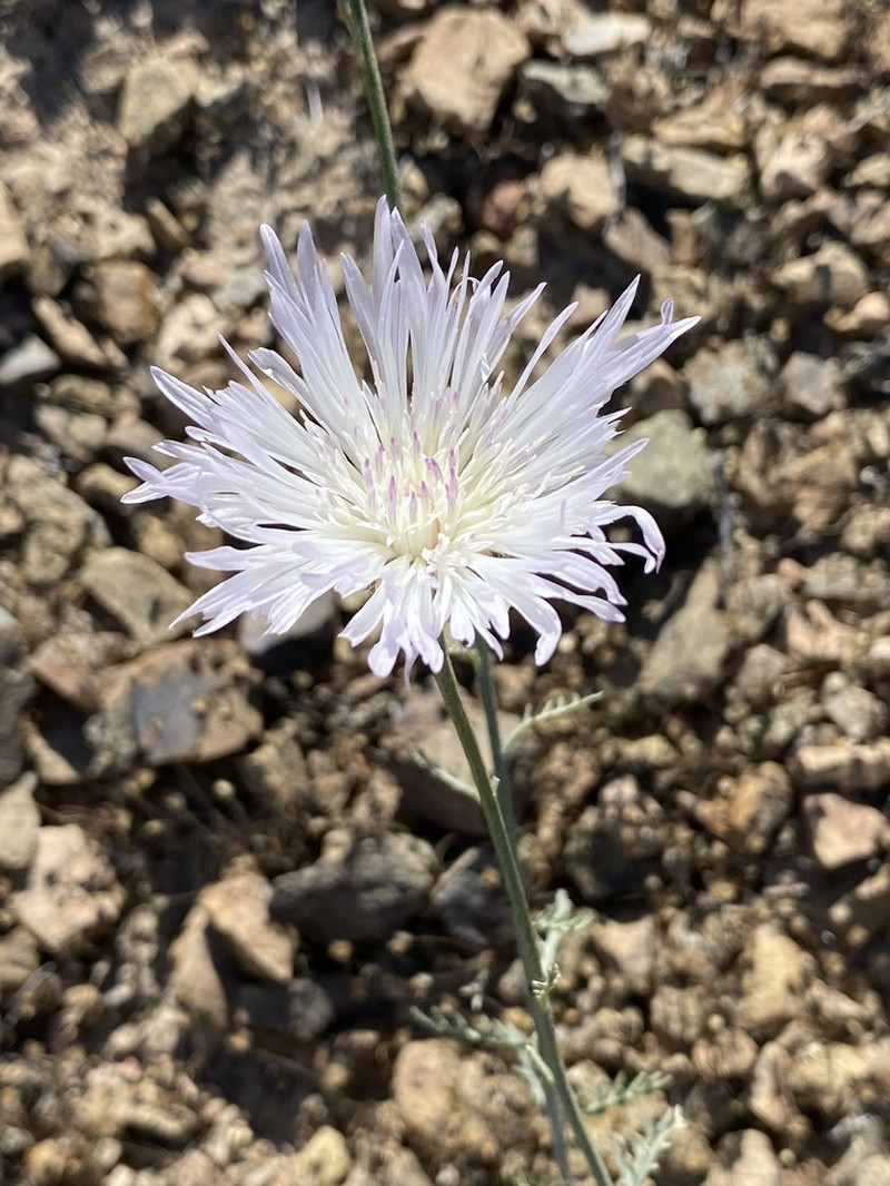 Plectocephalus illapelinus photo 2