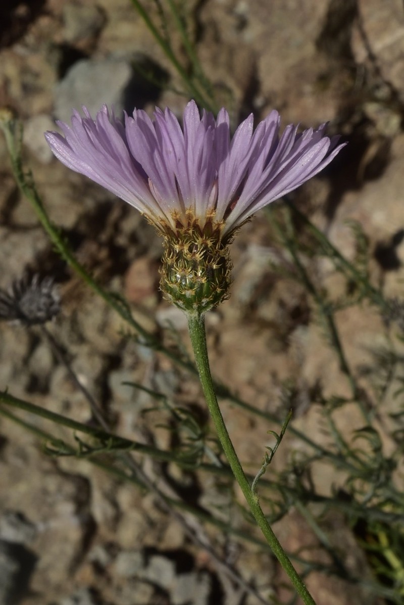 Plectocephalus illapelinus photo 3