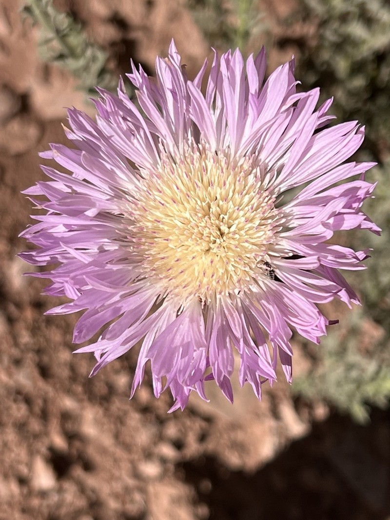Plectocephalus illapelinus photo 4