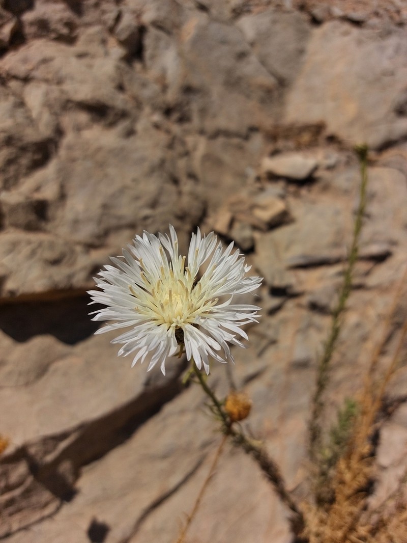 Plectocephalus illapelinus photo 5