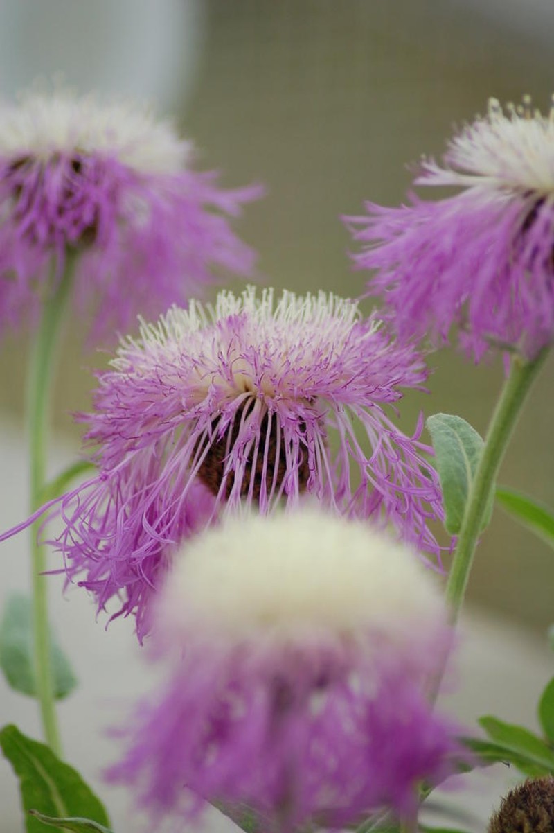Rothrock's Knapweed