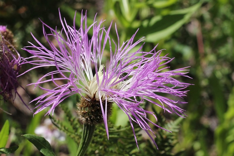 Rothrock's Knapweed