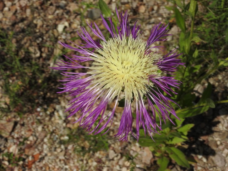 Rothrock's Knapweed photo 2