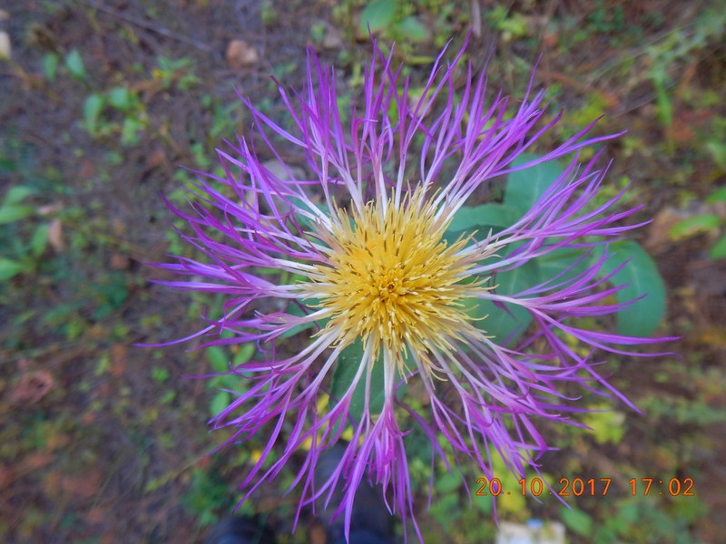 Rothrock's Knapweed photo 3
